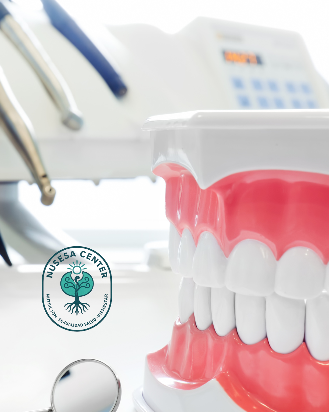 Modelo dental en consultorio odontológico de la Dra. Jenn en CDMX